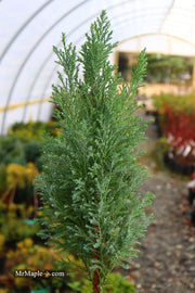 - Chamaecyparis lawsoniana 'Snow White’ Lawson Cypress - Mr Maple │ Buy Japanese Maple Trees