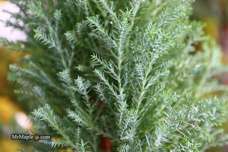 - Chamaecyparis lawsoniana 'Snow White’ Lawson Cypress - Mr Maple │ Buy Japanese Maple Trees