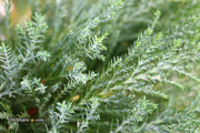 - Chamaecyparis lawsoniana 'Snow White’ Lawson Cypress - Mr Maple │ Buy Japanese Maple Trees