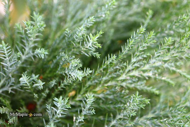 - Chamaecyparis lawsoniana 'Snow White’ Lawson Cypress - Mr Maple │ Buy Japanese Maple Trees
