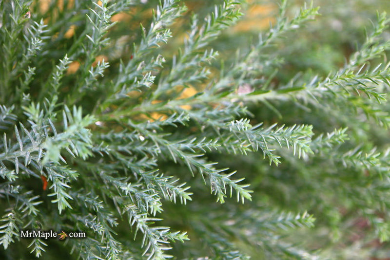 - Chamaecyparis lawsoniana 'Snow White’ Lawson Cypress - Mr Maple │ Buy Japanese Maple Trees