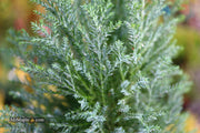 - Chamaecyparis lawsoniana 'Snow White’ Lawson Cypress - Mr Maple │ Buy Japanese Maple Trees