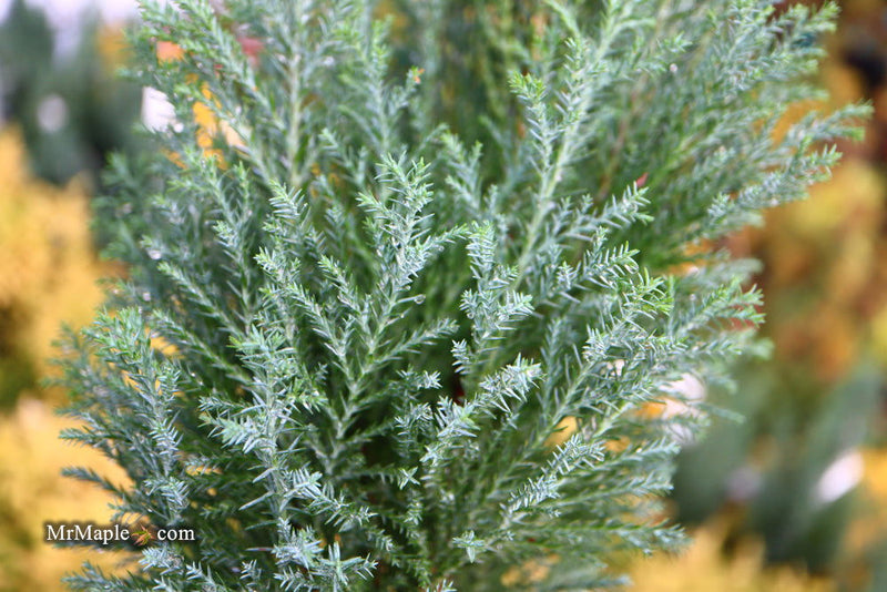 - Chamaecyparis lawsoniana 'Snow White’ Lawson Cypress - Mr Maple │ Buy Japanese Maple Trees
