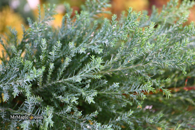 - Chamaecyparis lawsoniana 'Snow White’ Lawson Cypress - Mr Maple │ Buy Japanese Maple Trees