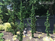 - Chamaecyparis lawsoniana 'Wissel's Saguaro' Lawson Cypress - Mr Maple │ Buy Japanese Maple Trees