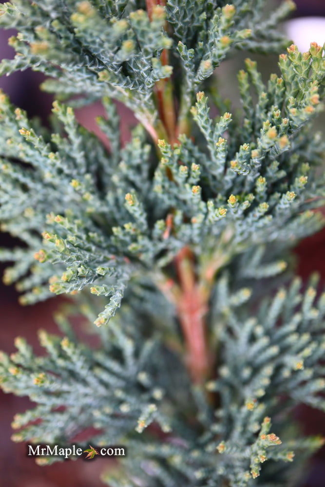 - Chamaecyparis lawsoniana 'Wissel's Saguaro' Lawson Cypress - Mr Maple │ Buy Japanese Maple Trees