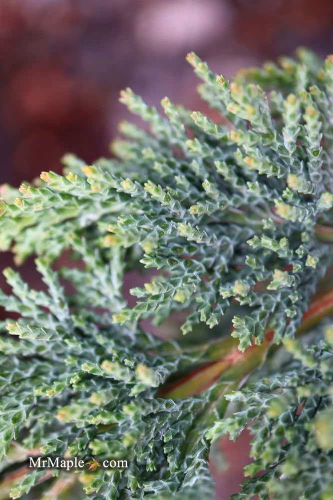 - Chamaecyparis lawsoniana 'Wissel's Saguaro' Lawson Cypress - Mr Maple │ Buy Japanese Maple Trees