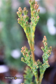 - Chamaecyparis lawsoniana 'Wissel's Saguaro' Lawson Cypress - Mr Maple │ Buy Japanese Maple Trees