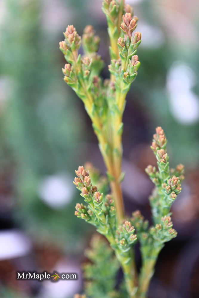 - Chamaecyparis lawsoniana 'Wissel's Saguaro' Lawson Cypress - Mr Maple │ Buy Japanese Maple Trees