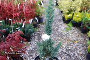 - Chamaecyparis lawsoniana 'Wissel's Saguaro' Lawson Cypress - Mr Maple │ Buy Japanese Maple Trees