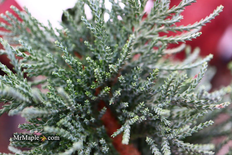 - Chamaecyparis lawsoniana 'Wissel's Saguaro' Lawson Cypress - Mr Maple │ Buy Japanese Maple Trees