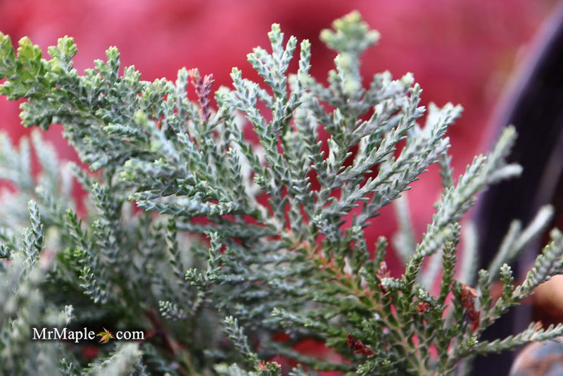 - Chamaecyparis lawsoniana 'Wissel's Saguaro' Lawson Cypress - Mr Maple │ Buy Japanese Maple Trees