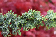 - Chamaecyparis lawsoniana 'Wissel's Saguaro' Lawson Cypress - Mr Maple │ Buy Japanese Maple Trees