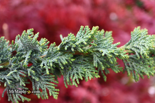 - Chamaecyparis lawsoniana 'Wissel's Saguaro' Lawson Cypress - Mr Maple │ Buy Japanese Maple Trees