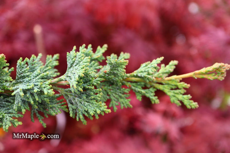- Chamaecyparis lawsoniana 'Wissel's Saguaro' Lawson Cypress - Mr Maple │ Buy Japanese Maple Trees