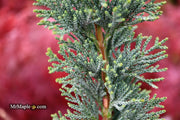 - Chamaecyparis lawsoniana 'Wissel's Saguaro' Lawson Cypress - Mr Maple │ Buy Japanese Maple Trees