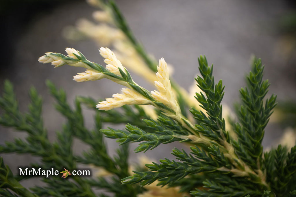 Chamaecyparis_nootkatensis_Gli