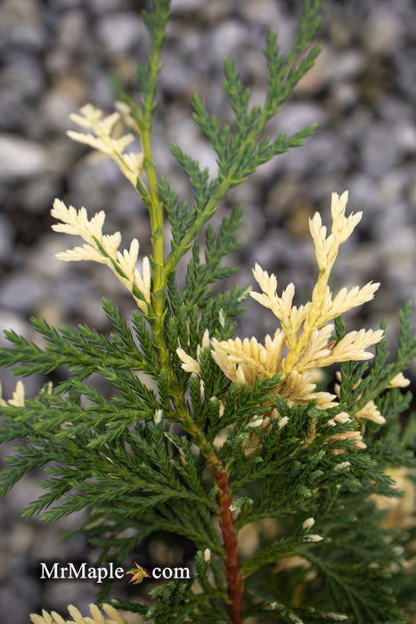 - Chamaecyparis nootkatensis 'Glittering Jewels' Alaskan Cedar - Mr Maple │ Buy Japanese Maple Trees