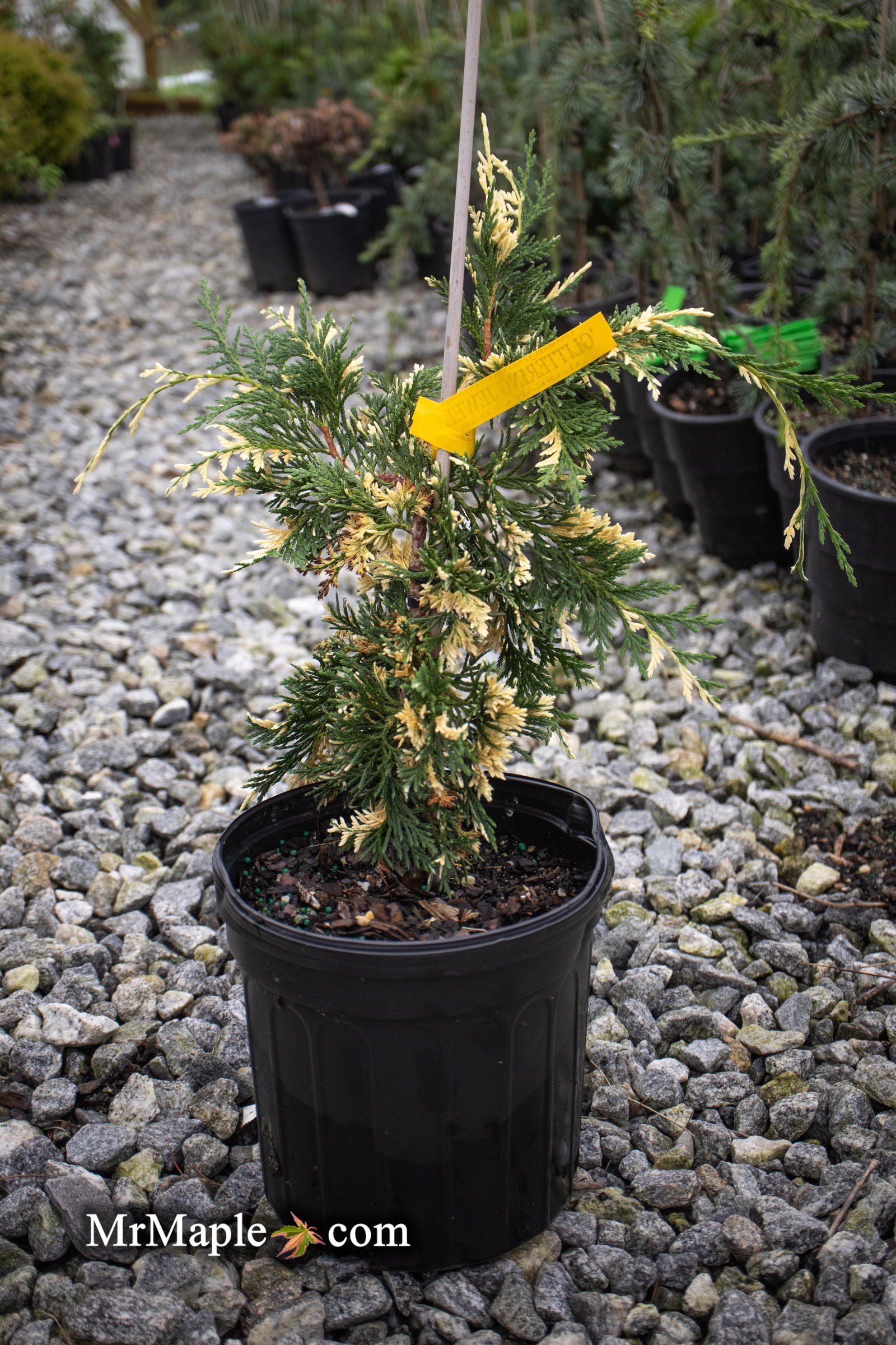Buy Chamaecyparis nootkatensis 'Glittery Jewels' Weeping Alaskan