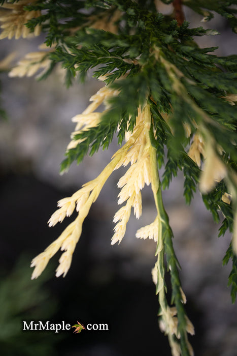 - Chamaecyparis nootkatensis 'Glittering Jewels' Alaskan Cedar - Mr Maple │ Buy Japanese Maple Trees