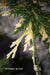 - Chamaecyparis nootkatensis 'Glittering Jewels' Alaskan Cedar - Mr Maple │ Buy Japanese Maple Trees