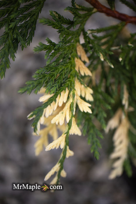 - Chamaecyparis nootkatensis 'Glittering Jewels' Alaskan Cedar - Mr Maple │ Buy Japanese Maple Trees