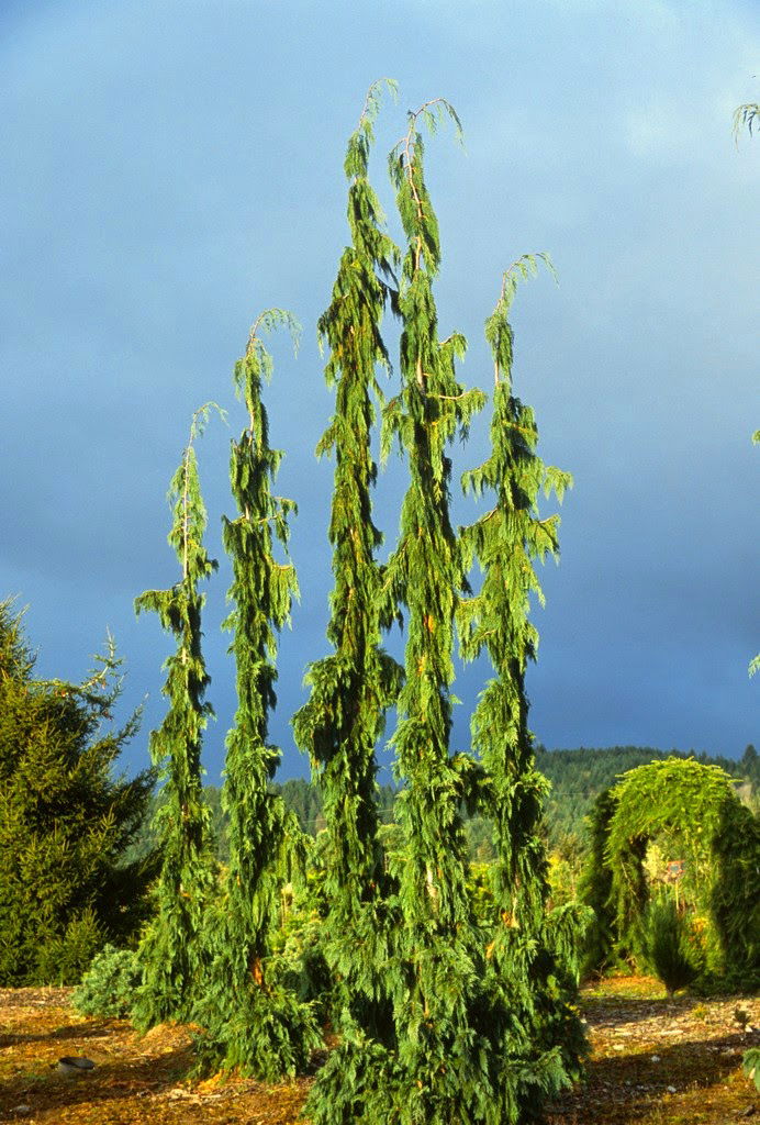 Buy Chamaecyparis nootkatenss 'Green arrow' Narrow Weeping Alaskan ...