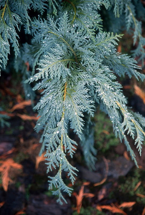 - Chamaecyparis nootkatensis 'Green Arrow' Narrow Weeping Alaskan Cedar - Mr Maple │ Buy Japanese Maple Trees