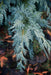 - Chamaecyparis nootkatensis 'Green Arrow' Narrow Weeping Alaskan Cedar - Mr Maple │ Buy Japanese Maple Trees