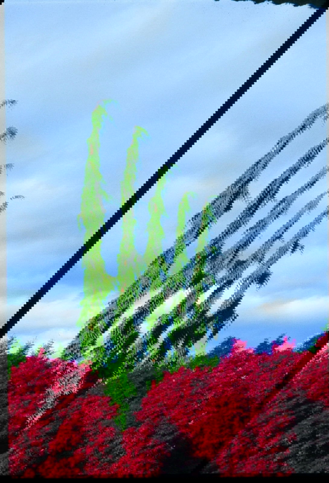 Buy Chamaecyparis nootkatenss 'Green arrow' Narrow Weeping Alaskan