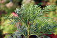 - Chamaecyparis nootkatensis 'Green Arrow' Narrow Weeping Alaskan Cedar - Mr Maple │ Buy Japanese Maple Trees