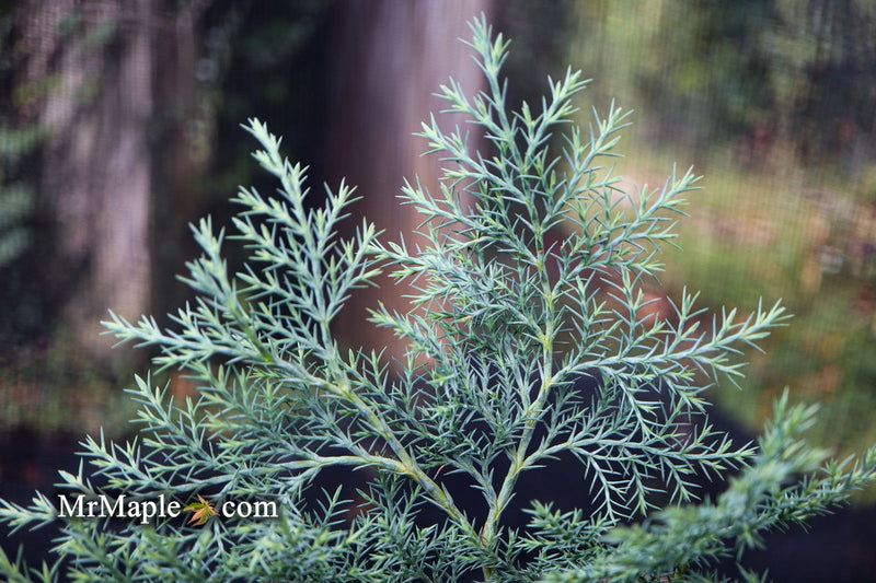 - Chamaecyparis nootkatensis 'Nidifera' Small Spreading Alaskan Cedar - Mr Maple │ Buy Japanese Maple Trees