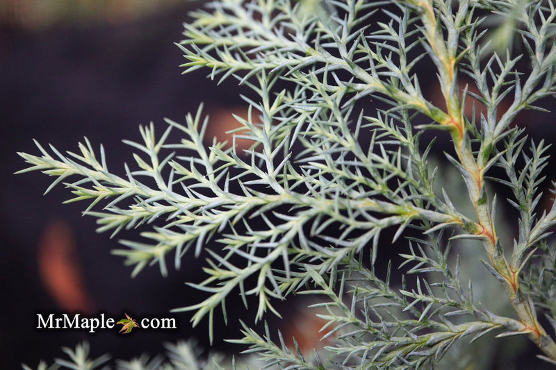 - Chamaecyparis nootkatensis 'Nidifera' Small Spreading Alaskan Cedar - Mr Maple │ Buy Japanese Maple Trees