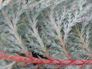 - Chamaecyparis nootkatensis 'Nidifera' Small Spreading Alaskan Cedar - Mr Maple │ Buy Japanese Maple Trees