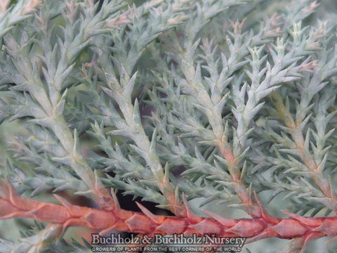 - Chamaecyparis nootkatensis 'Nidifera' Small Spreading Alaskan Cedar - Mr Maple │ Buy Japanese Maple Trees