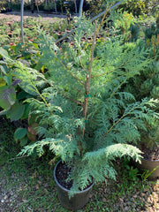 - Chamaecyparis nootkatensis 'Nidifera' Small Spreading Alaskan Cedar - Mr Maple │ Buy Japanese Maple Trees