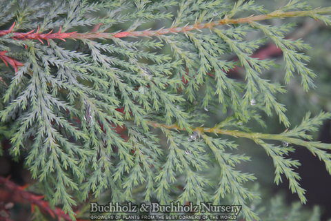 - Chamaecyparis nootkatensis 'Nidifera' Small Spreading Alaskan Cedar - Mr Maple │ Buy Japanese Maple Trees