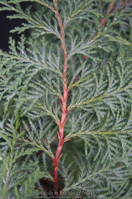 - Chamaecyparis nootkatensis 'Nidifera' Small Spreading Alaskan Cedar - Mr Maple │ Buy Japanese Maple Trees