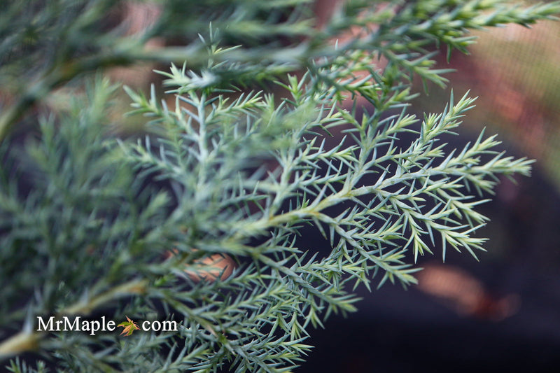 - Chamaecyparis nootkatensis 'Nidifera' Small Spreading Alaskan Cedar - Mr Maple │ Buy Japanese Maple Trees