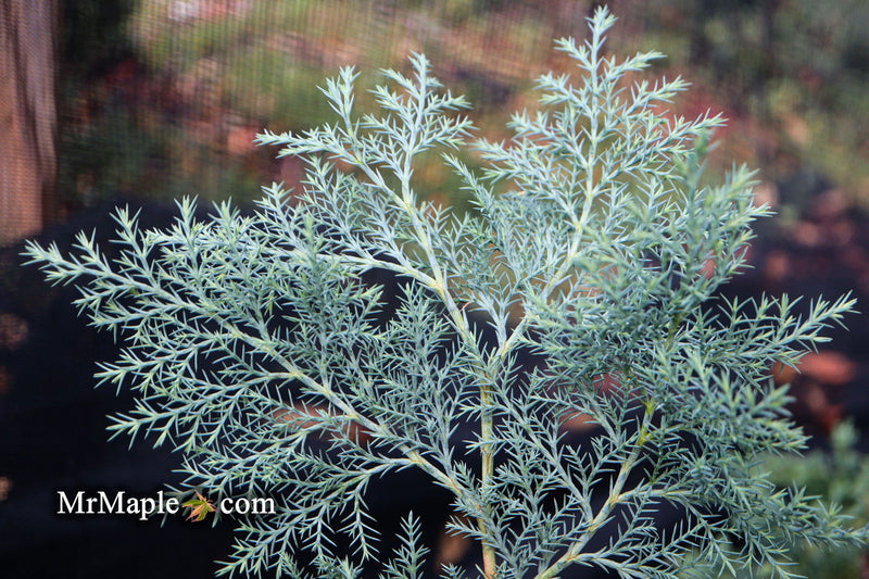 - Chamaecyparis nootkatensis 'Nidifera' Small Spreading Alaskan Cedar - Mr Maple │ Buy Japanese Maple Trees