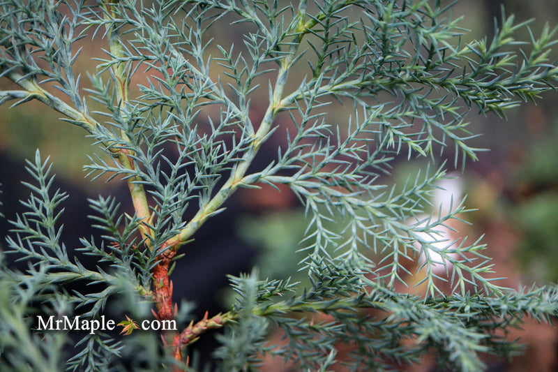 - Chamaecyparis nootkatensis 'Nidifera' Small Spreading Alaskan Cedar - Mr Maple │ Buy Japanese Maple Trees