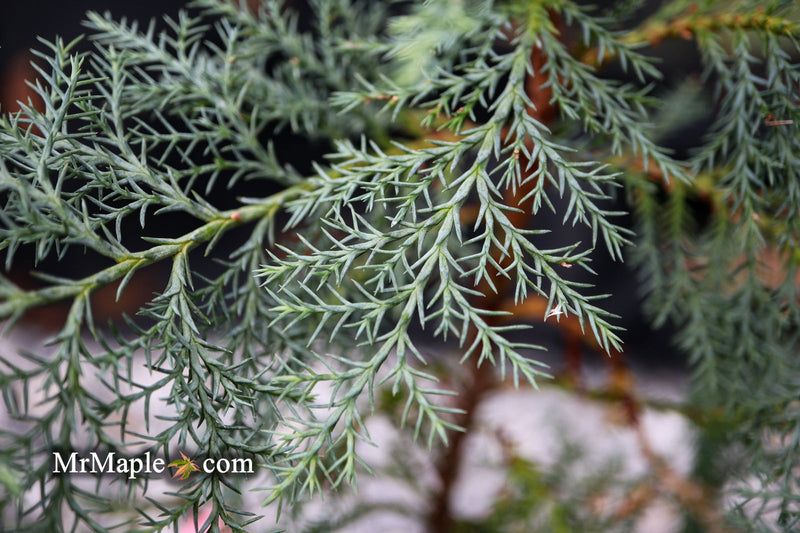 - Chamaecyparis nootkatensis 'Nidifera' Small Spreading Alaskan Cedar - Mr Maple │ Buy Japanese Maple Trees