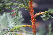 - Chamaecyparis nootkatensis 'Nidifera' Small Spreading Alaskan Cedar - Mr Maple │ Buy Japanese Maple Trees