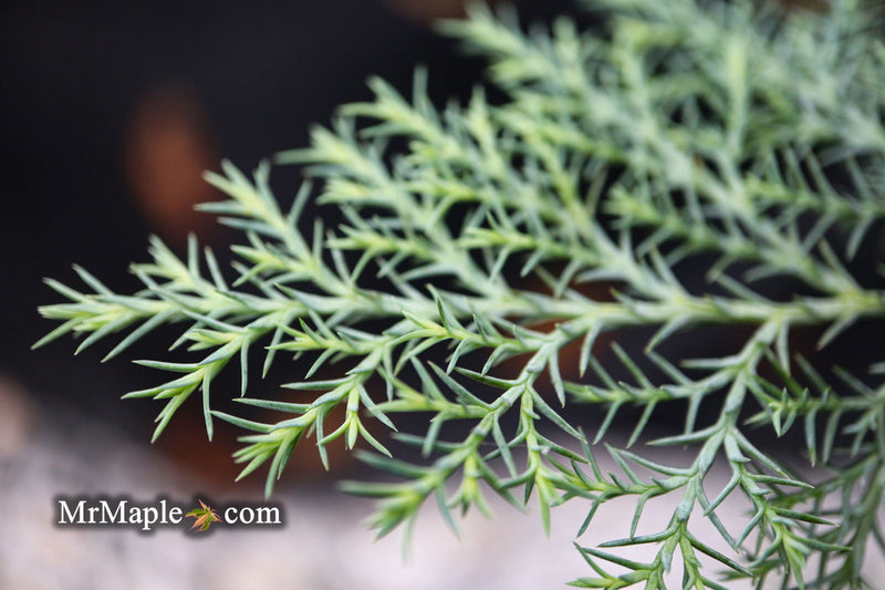 - Chamaecyparis nootkatensis 'Nidifera' Small Spreading Alaskan Cedar - Mr Maple │ Buy Japanese Maple Trees