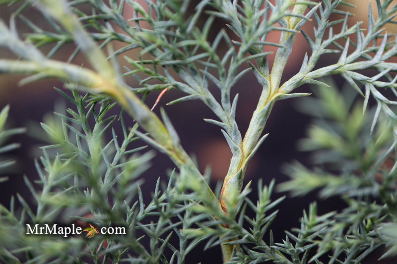 - Chamaecyparis nootkatensis 'Nidifera' Small Spreading Alaskan Cedar - Mr Maple │ Buy Japanese Maple Trees