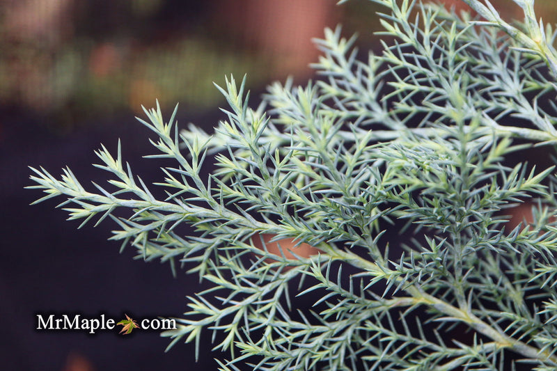 - Chamaecyparis nootkatensis 'Nidifera' Small Spreading Alaskan Cedar - Mr Maple │ Buy Japanese Maple Trees