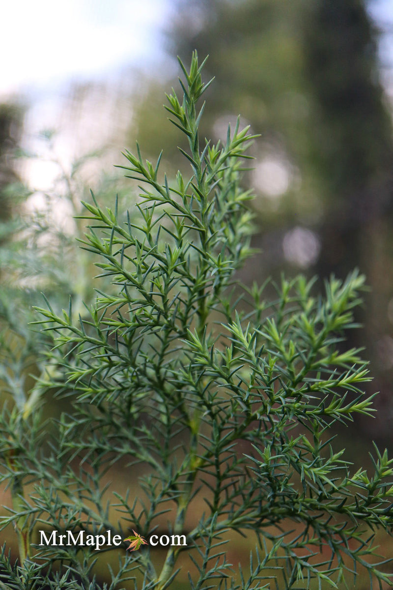 - Chamaecyparis nootkatensis 'Nidifera' Small Spreading Alaskan Cedar - Mr Maple │ Buy Japanese Maple Trees