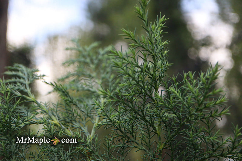 - Chamaecyparis nootkatensis 'Nidifera' Small Spreading Alaskan Cedar - Mr Maple │ Buy Japanese Maple Trees