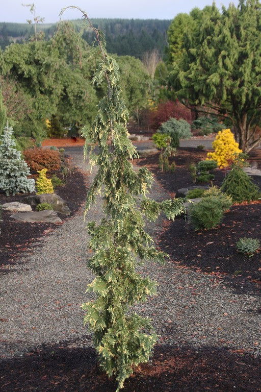 Buy Chamaecyparis nootkatensis 'Sparkling Arrow' Variegated Weeping Alaskan  Cedar — Mr Maple │ Buy Japanese Maple Trees