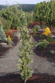 - Chamaecyparis nootkatensis 'Sparkling Arrow' Variegated Weeping Alaskan Cedar - Mr Maple │ Buy Japanese Maple Trees
